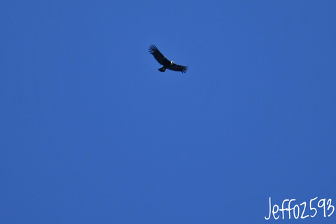 Parc national d&#039;Antisana - Observation du condor des Andes