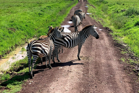 Arusha: Viagem de 1 dia à Cratera de Ngorongoro