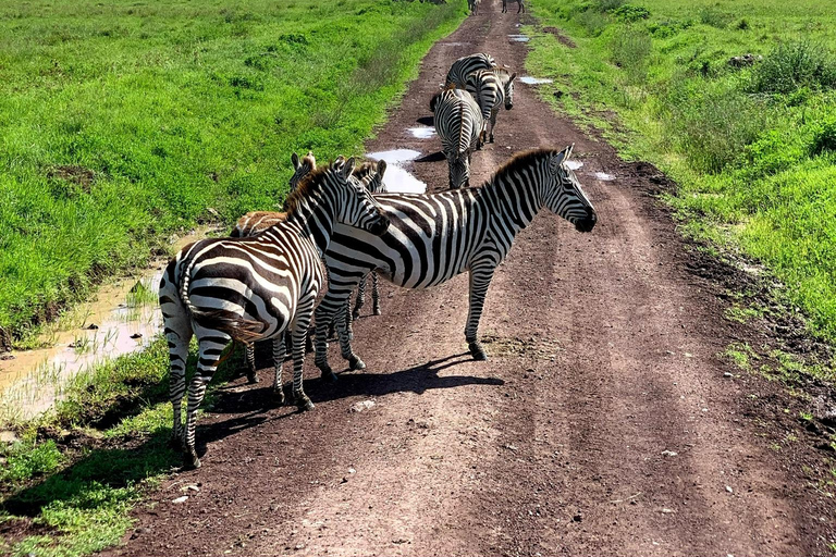 Arusha: Viagem de 1 dia à Cratera de Ngorongoro