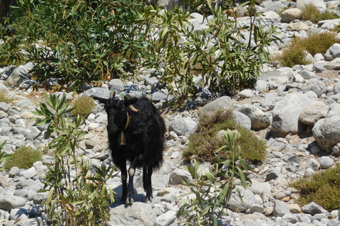 Chania Area with Pick up: Samaria Gorge Hike and Boat Ride