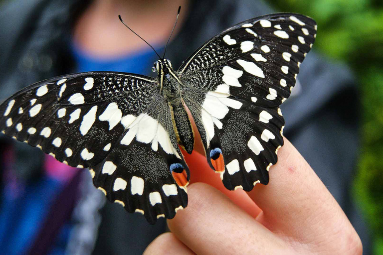 Dubai: Butterfly Garden Admission Ticket