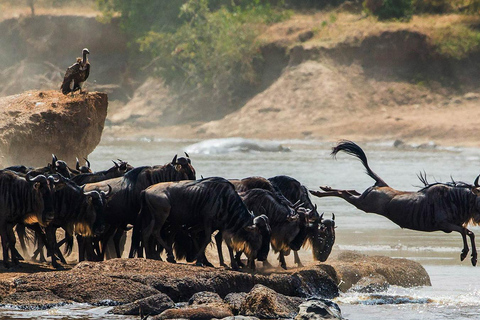 Tanzania: 7-dniowa migracja antylop gnu Serengeti (lipiec-październik)