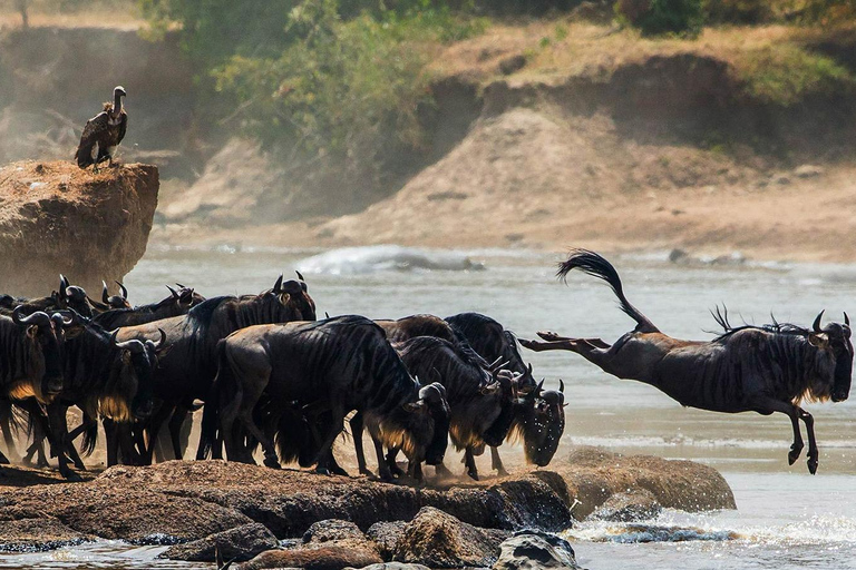 Tanzania: 7-dniowa migracja antylop gnu Serengeti (lipiec-październik)