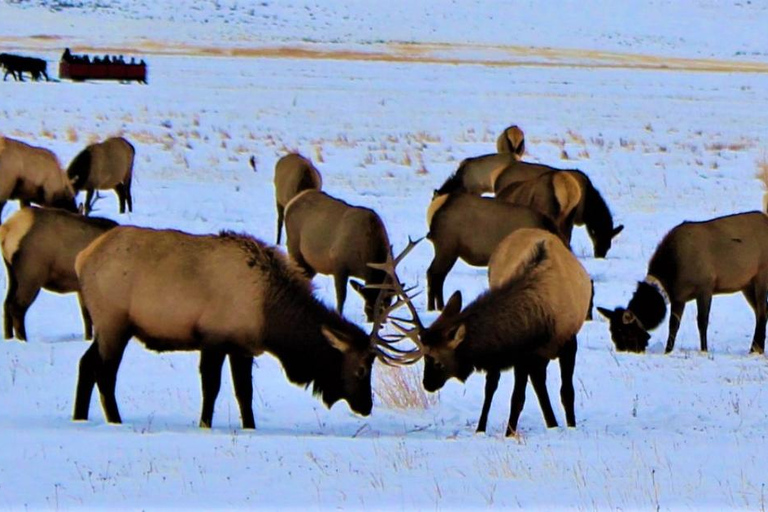 Jackson Hole: National Elk Refuge Sleigh Ride