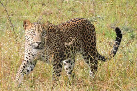 Yala/Mirissa: All Inclusive Full-Day Safari at Yala Park Mirissa/Weligama: All Inclusive Full-Day Safari at Yala Park