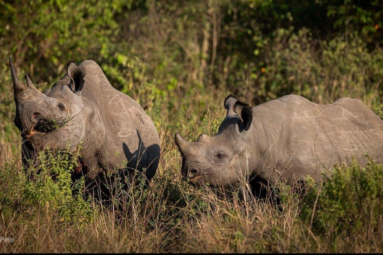 Maasai Mara: Highlight Safaris and exclusive game drives