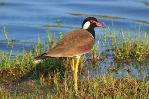 Muthurajawela : Observation des oiseaux des zones humides depuis Colombo !