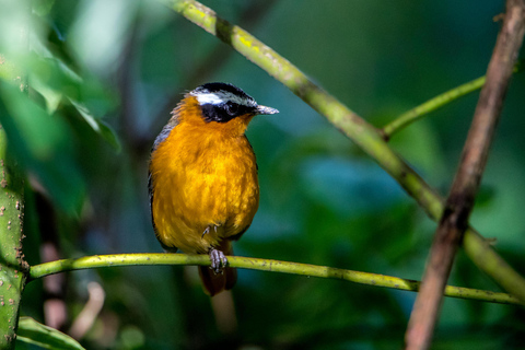 3 jours de safari avec vol de gorilles à Bwindi