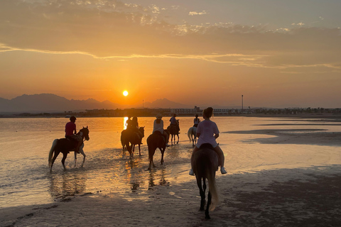 Soma Bay: Reittour mit HoteltransferSoma Bay: Reittour ohne Hoteltransfer