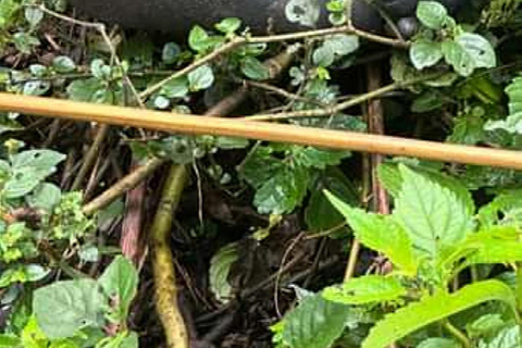 恩甘巴岛黑猩猩保护区一日游