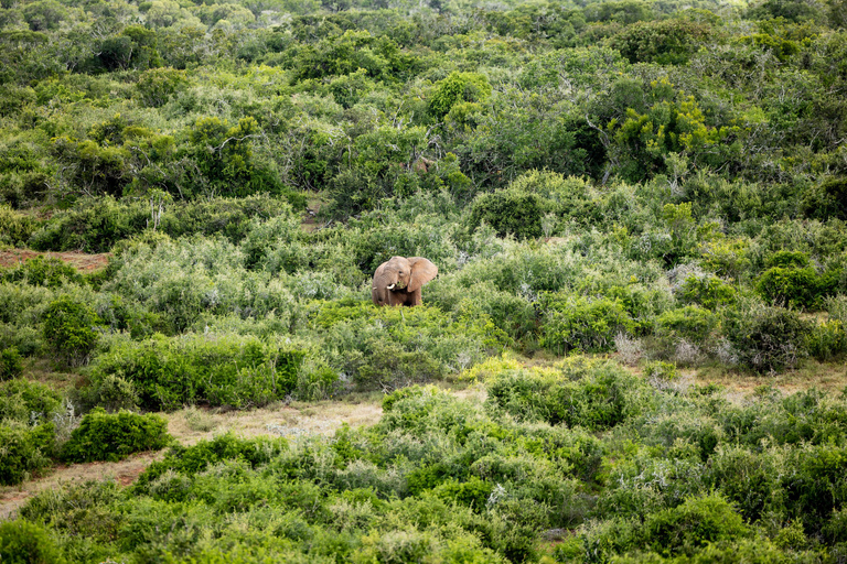 Addo Elephant National Park All Inclusive heldagssafariStandardtur