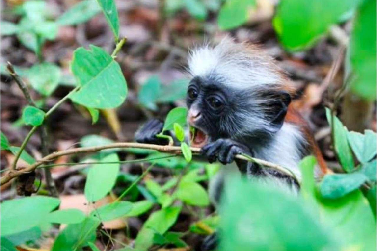 Zanzibar: Jozani Forest & Salaam Cave + Pickup & Entry fees