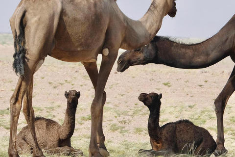 Safari de luxe dans le désert avec nuitée à Salalah