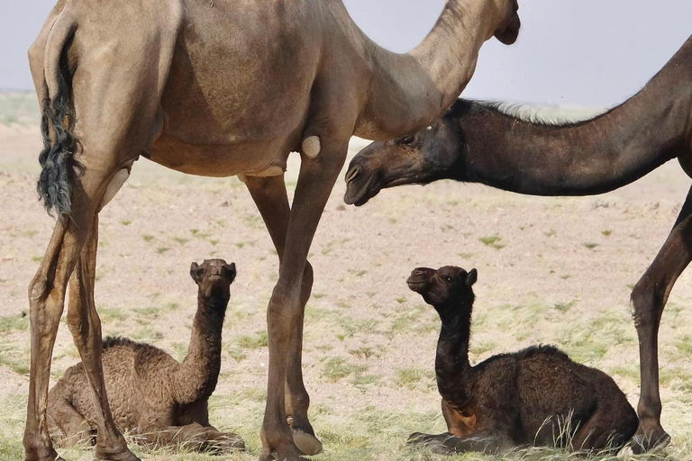 Lyxig ökensafari med övernattning i Salalah