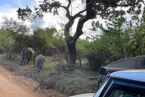 Yala: Expert Naturalist Safari, All-Inclusive & Dining Colombo, Katunayake, Negambo Area