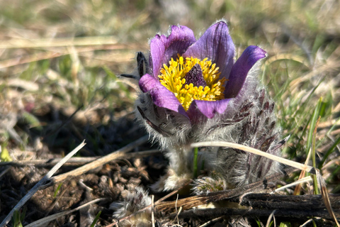 Sofia: Culinary Adventure To The Fungi And Botanical Kingdom