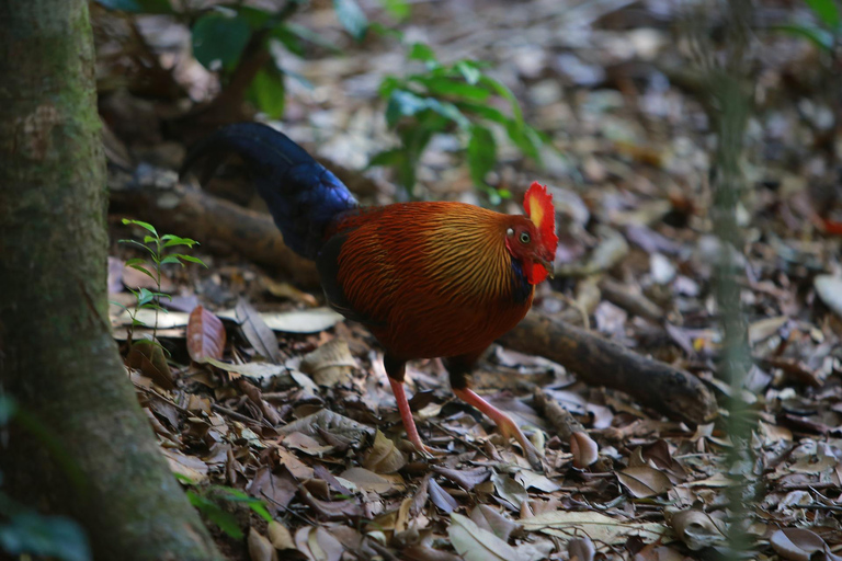 Sri Lanka: 3-daagse natuurtour met regenwoud, safari