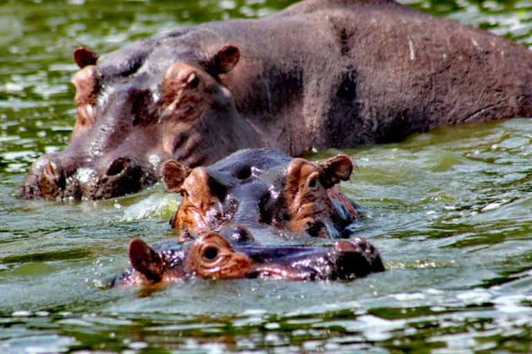 10-tägiger Besuch in Uganda und Primaten-Safari