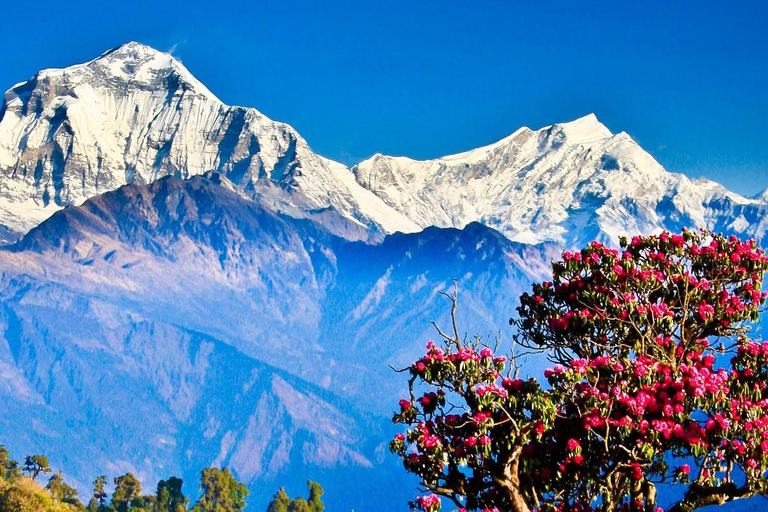 Pokhara : 2 jours de randonnée à Poon Hill avec vue sur le lever du soleil