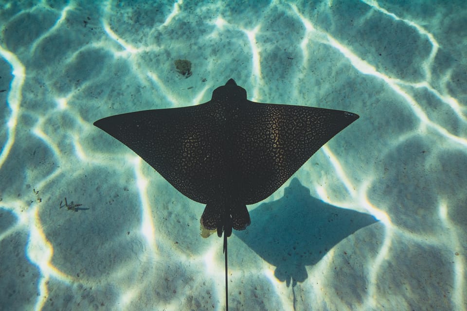 Bora-Bora : excursion snorkeling et jet ski avec déjeuner