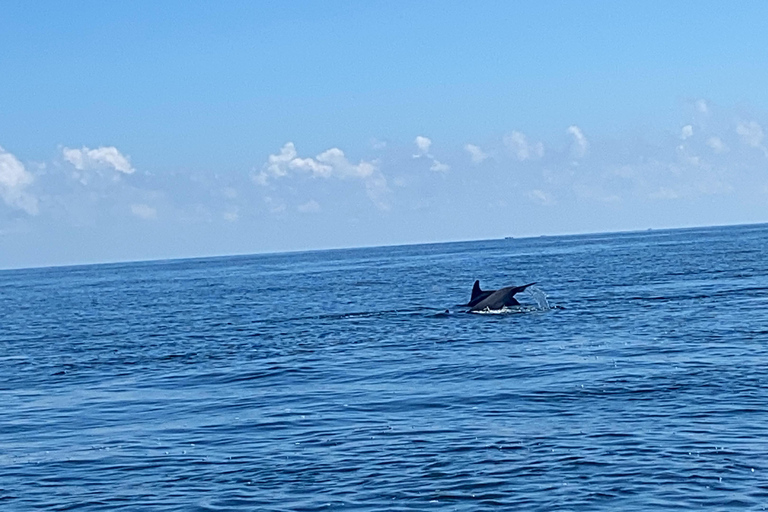 Flamingo Classic: Rio Lagartos and Las Coloradas
