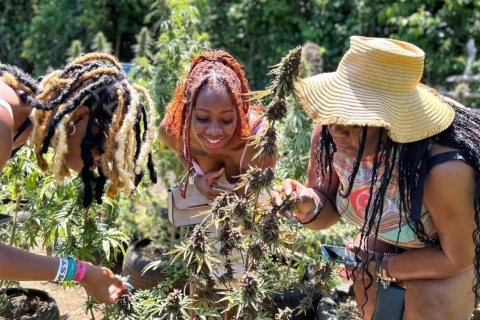 Montego Bay: Cannabis Farm, Bamboo Rafting, & Foot Massage From Falmouth or Trelawny