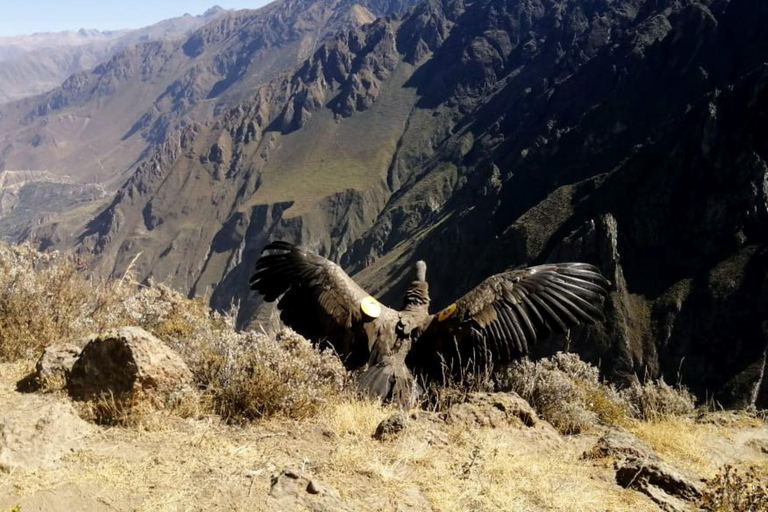 Depuis Arequipa : Excursion d'une journée au Canyon de Colca