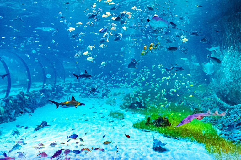 Abu Dhabi: The National Aquarium Entry Ticket