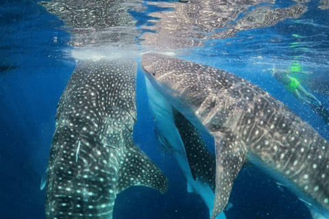 From Lombok Or Sumbawa Sharing 2D1N Whale Shark Snorkeling Starting from Sumbawa 2D1N Whale Shark with Snorkeling