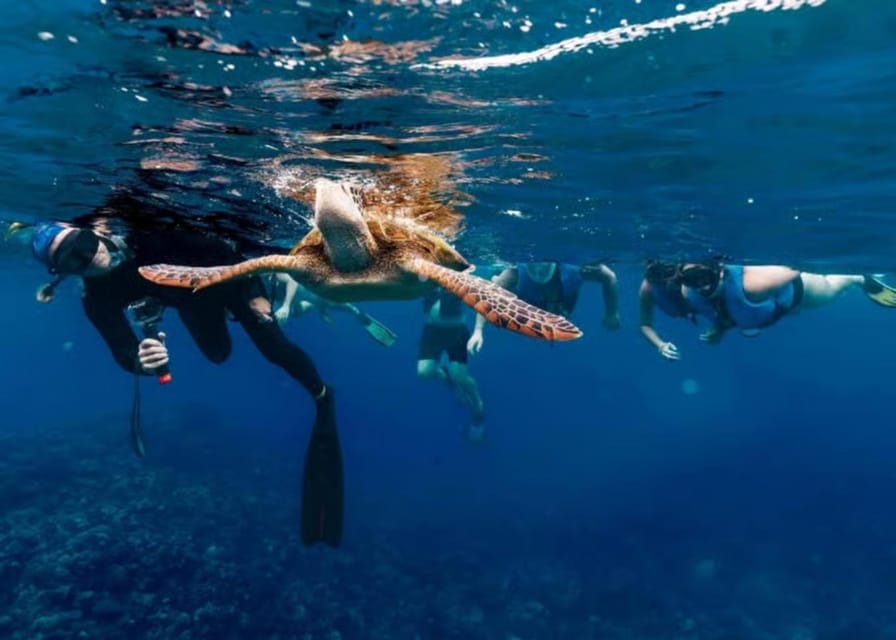 Tahiti : excursion privée de snorkeling avec des tortues