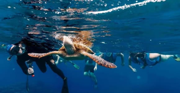 Tahiti: Private Snorkeling Tour with turtels