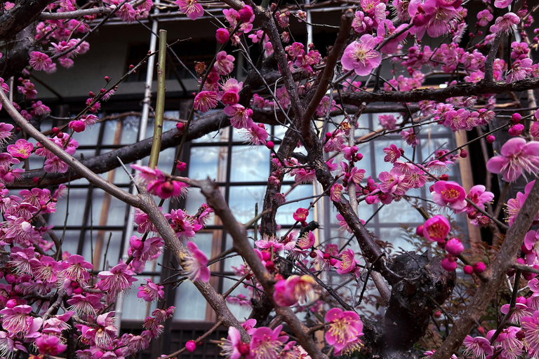 Kyoto: Tour guidato a piedi del Padiglione d'Argento