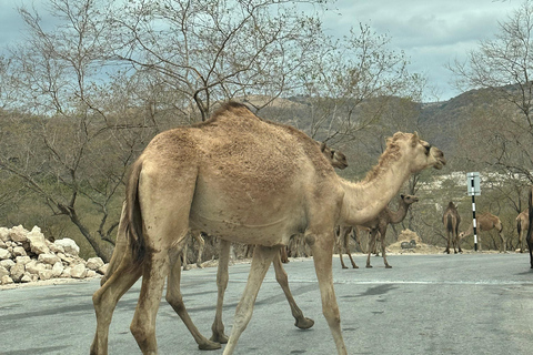 Salalah: Tour particular por Wadi Derbat, Jabal Samhan e Sinkhole