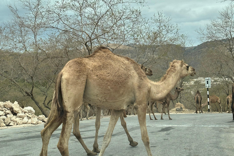 Salalah: Tour particular por Wadi Derbat, Jabal Samhan e Sinkhole