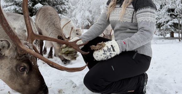 Private and authentic reindeer experience in homefarm