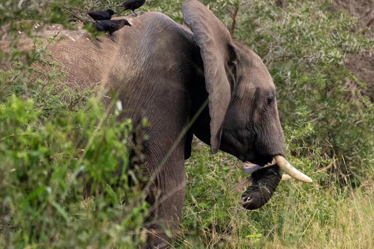 From Kampala: 6-Day Gorillas, Chimpanzees and Rwenzori Tour