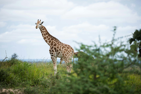 Mwea National Reserve Full-Day Safari from Nairobi