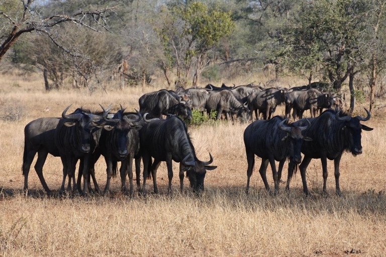 Ndutu Große Migration Safari