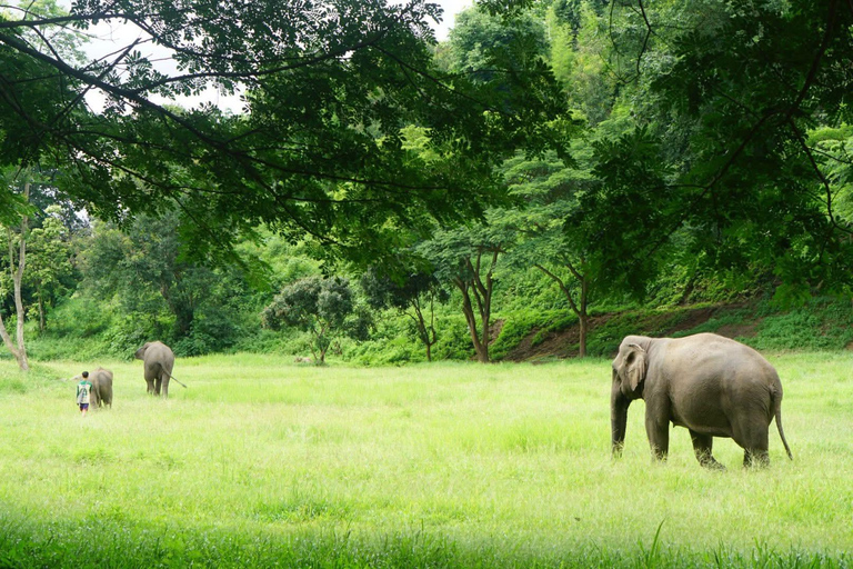 Chiang Mai: Ethical Elephant Experience - Transfer Options A : Meeting Point Feeding, Walk with Elephants (No Transfer)