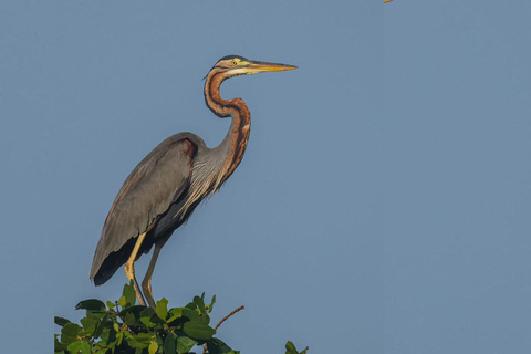 From Galle/Mirissa: Kalametiya Bird Sanctuary Boat Safari Hambantota: Kalametiya Bird Sanctuary Boat Safari-Private