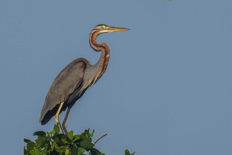 From Galle/Mirissa: Kalametiya Bird Sanctuary Boat Safari Hambantota: Kalametiya Bird Sanctuary Boat Safari-Private