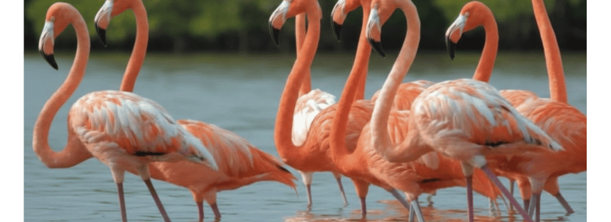 Río Lagartos : excursion d'observation des flamants roses et visite en bateau
