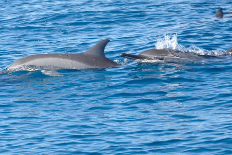 Playa Pública de Tamarin: Natación con delfines y snorkel con barbacoa