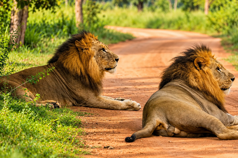 Ridiyagama: Safari Adventure with Lions, Tigers & Elephants