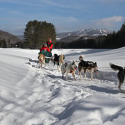 Mont-Tremblant : visite guidée en traîneau à chiens avec chocolat chaud