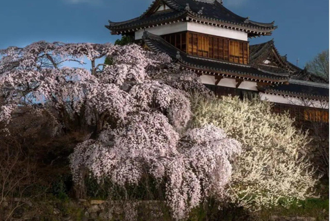 Discover Nara: The City of Deer, Temples & Timeless Beauty