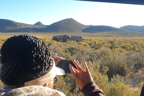 Cape Town: Cape Town Big Five Sunset Safari with Snacks