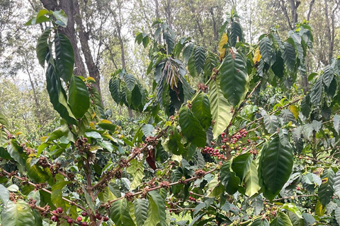 Arusha : Visite du café Materuni avec sources d&#039;eau chaude et déjeuner