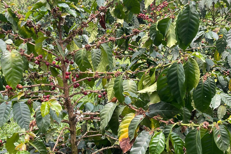 Arusha : Visite du café Materuni avec sources d&#039;eau chaude et déjeuner