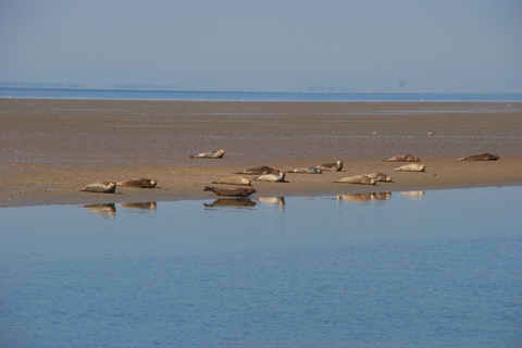 Amsterdam: Seal Safari at Waddensea UNESCO Site